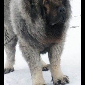 Meet your Posher, Kobe